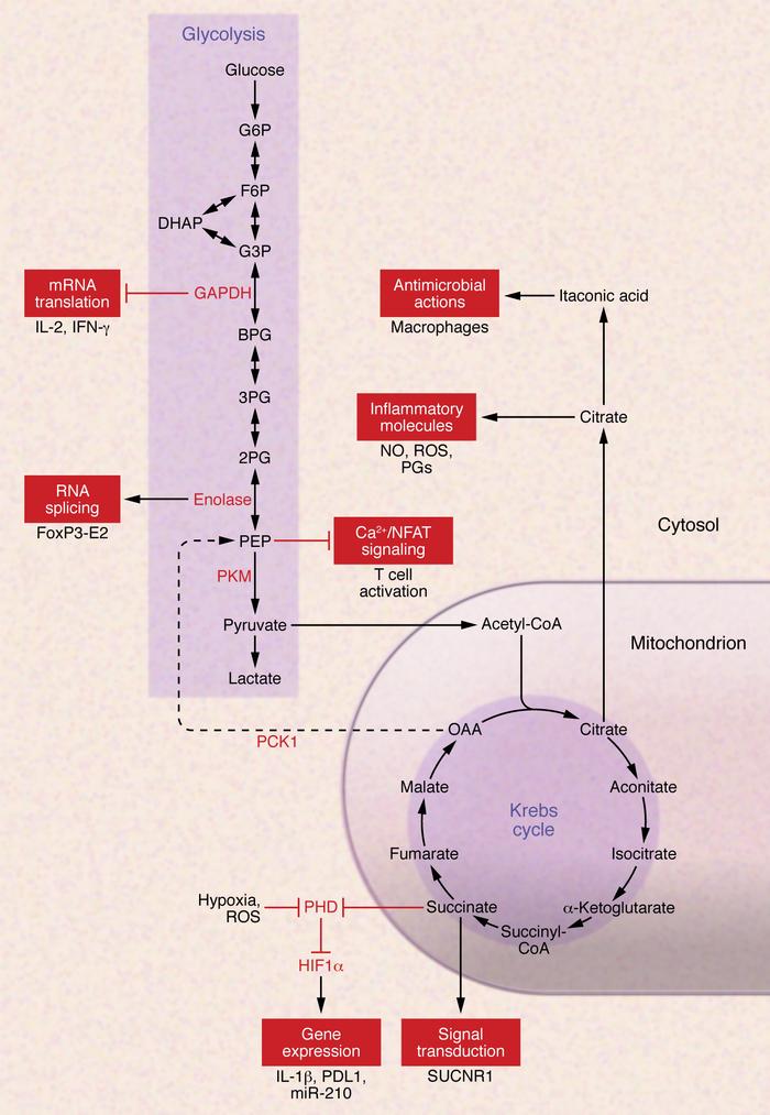 Metabolic regulation of immune cell function.
GAPDH has mutually exclusi...