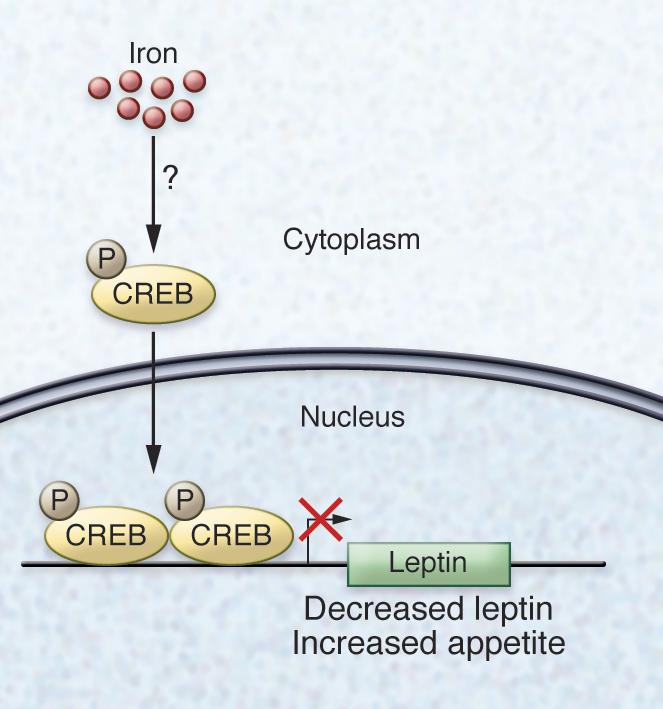 The transcription factor CREB connects iron status to leptin expression ...