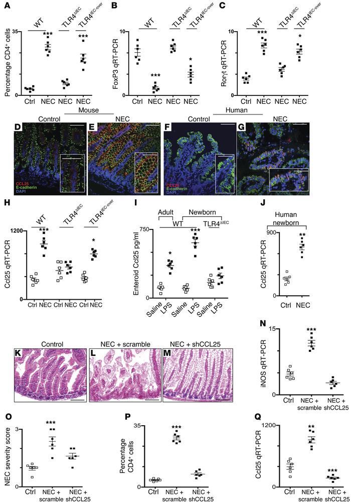 TLR4-dependent CCL25 release recruits pathogenic CD4+ T cells to the gut...