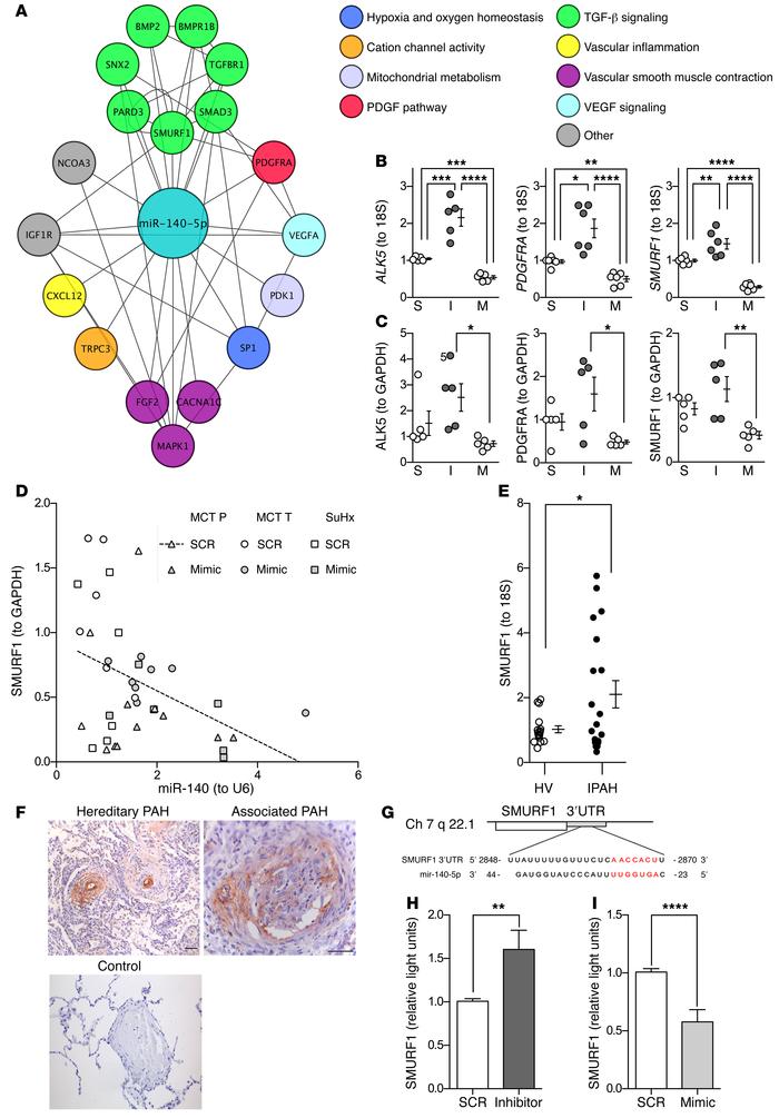 miR-140-5p regulates key mediators of PAH pathology.
(A) Predicted PH-re...