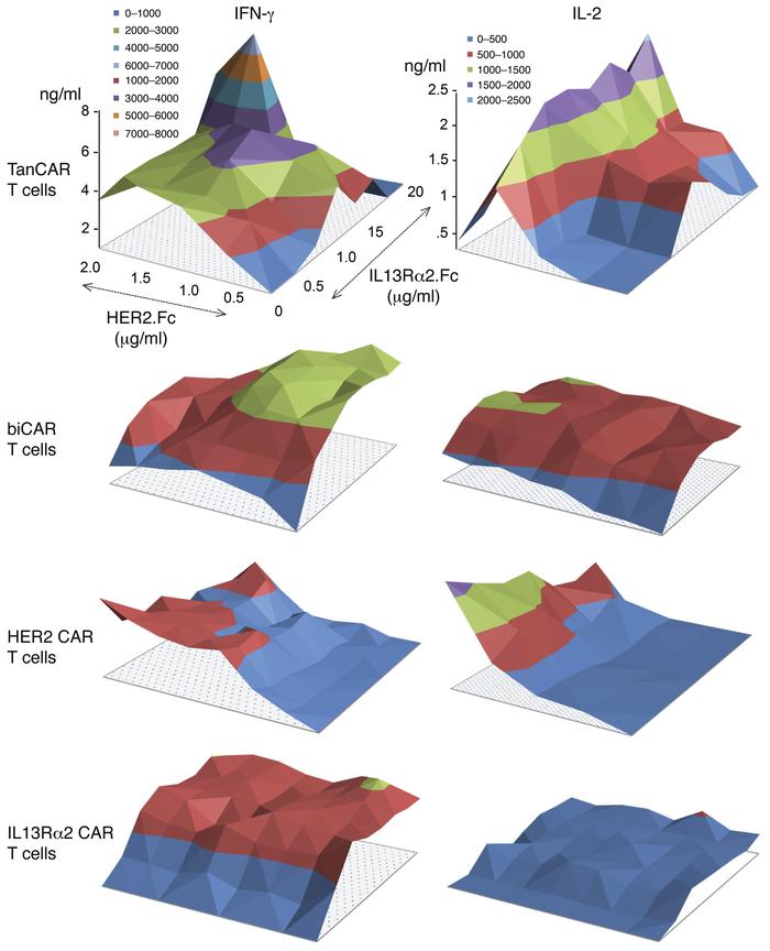 Dynamics of activation of TanCAR T cells upon encounter of a density gra...