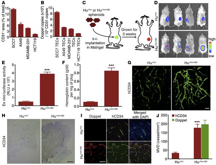 Increased doppel expression increases tumoral angiogenesis and EC functi...