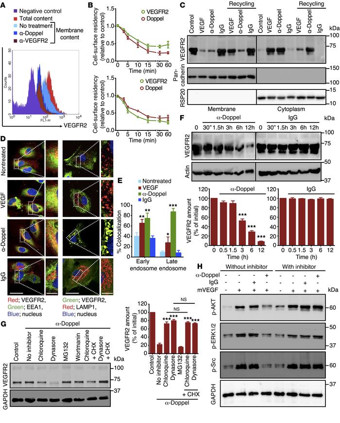 Doppel inhibition spatially regulates the VEGFR2 internalization process...