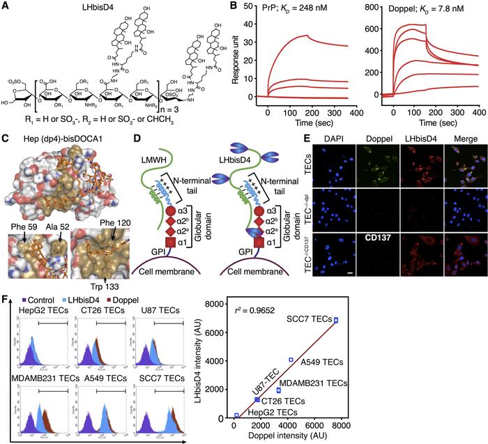 Heparin and its conjugate LHbisD4 can target doppel on TECs.
(A) Structu...