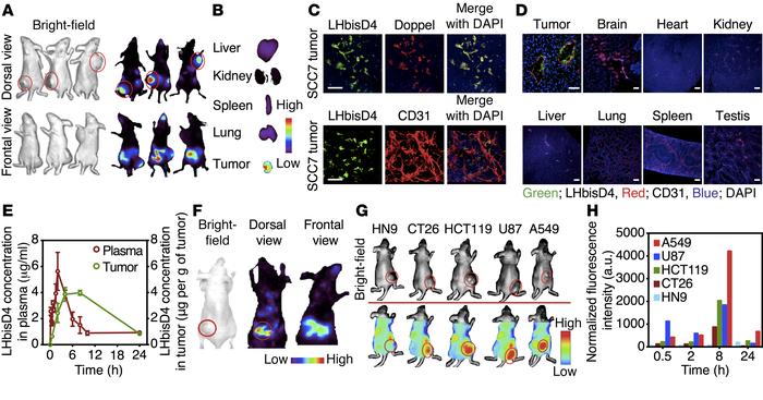 LHbisD4 targets doppel-expressing vasculatures with broad tumor specific...