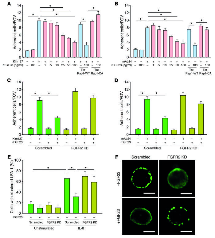 FGF23 inhibits integrin activation by signaling through FGFR2.
(A) Flow ...