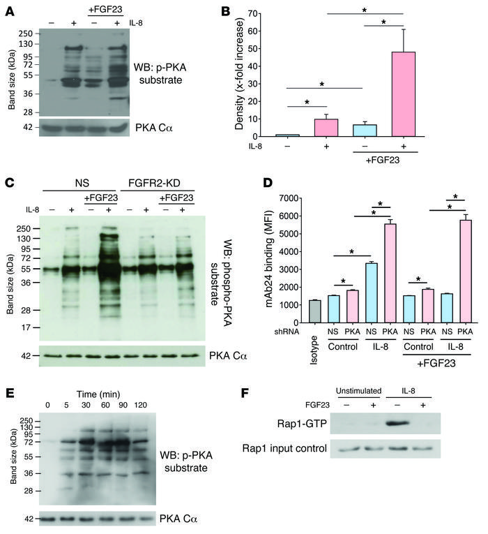 FGF23 deactivates integrins by inhibitory signaling through PKA.
PKA sub...