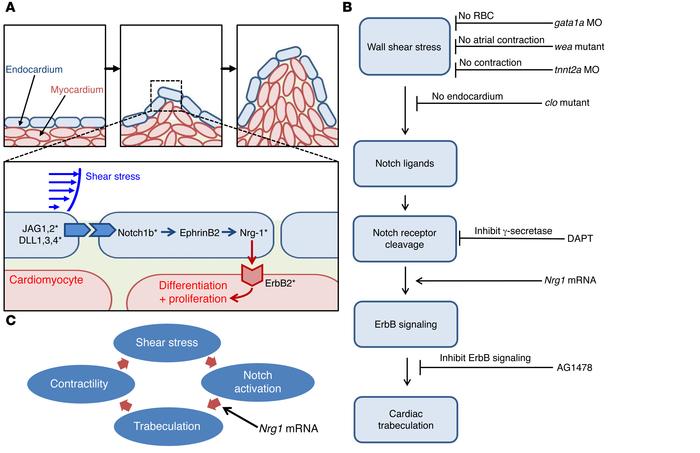 Shear stress activation of Notch signaling to promote trabeculation.
(A)...