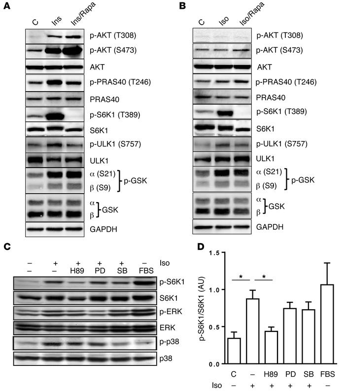 βAR activation of S6K1 in adipocytes is PKA dependent, and independent o...