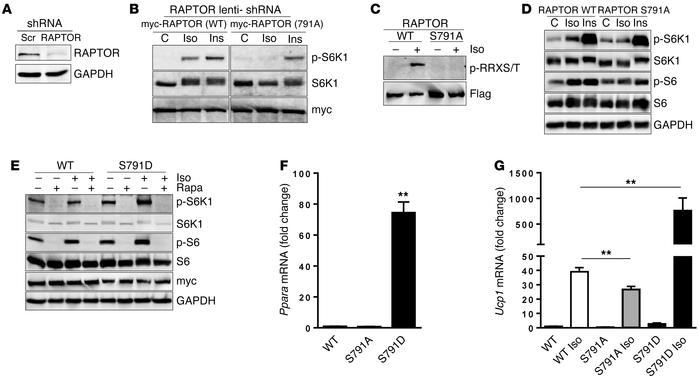 Mutations of RAPTOR PKA site Ser791 have functional consequences for βAR...