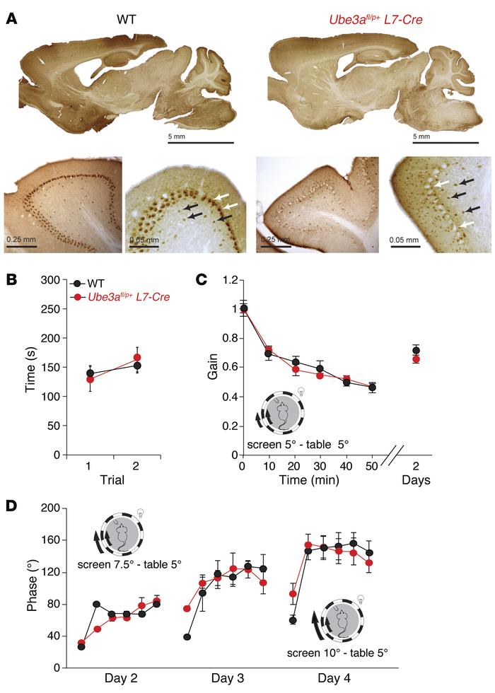 UBE3A expression in Purkinje cells is dispensable for normal cerebellar ...