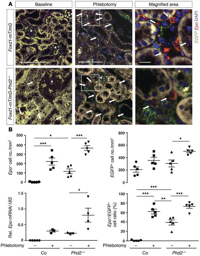 
Epo induction in Foxd1-Phd2–/– mutants is submaximal.
Shown are the res...