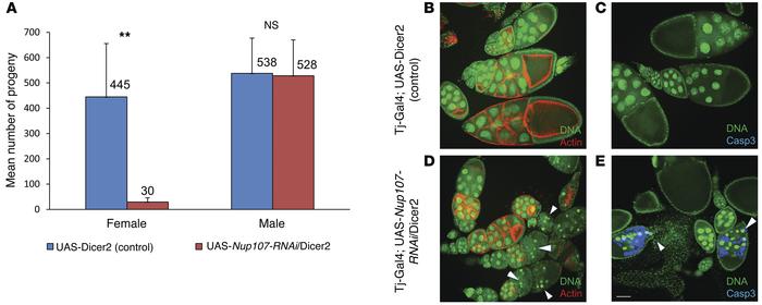 Gonadal somatic cell knockdown of Nup107 in Drosophila.
(A) Reduced tota...