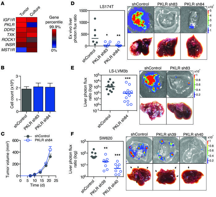 PKLR promotes liver metastatic colonization.
(A) Kinases from the top 55...