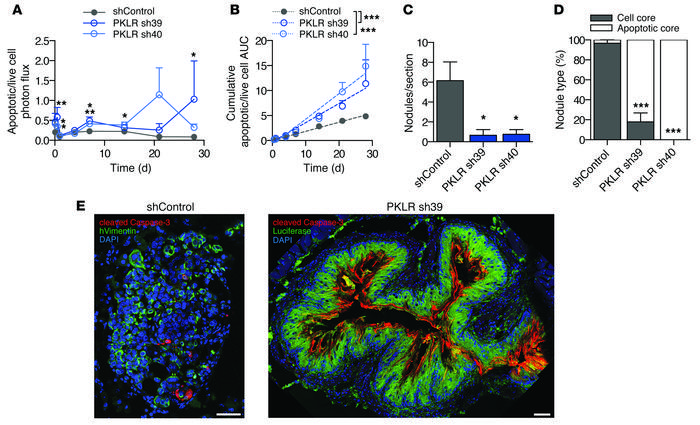 PKLR promotes metastatic cell survival in the tumor core.
(A) 5 × 105 SW...