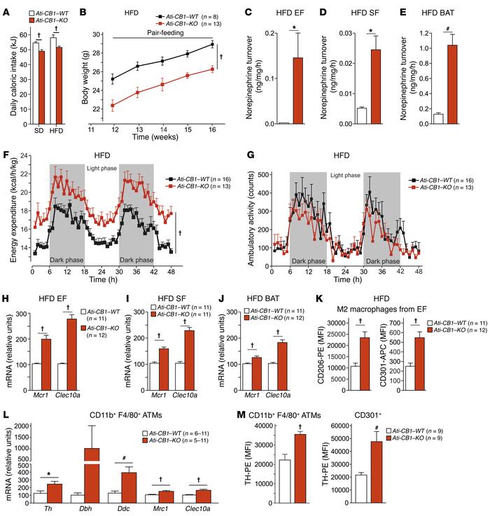 
CB1 deletion in adipocytes affects caloric intake and EE and promotes a...