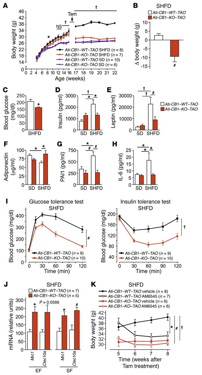 Adipocyte-specific CB1 deletion in obese mice mediates weight loss and r...