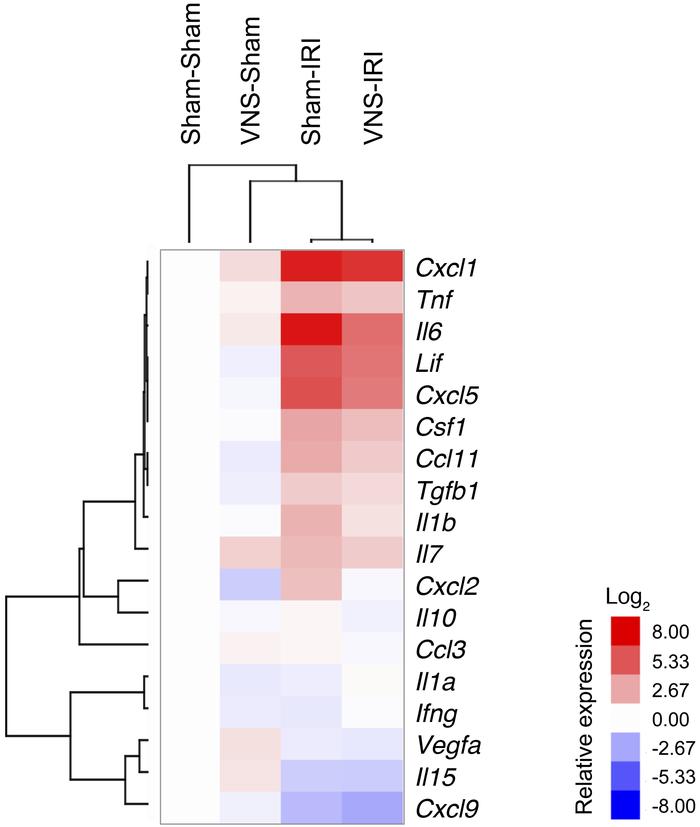 More than half of the cytokines evaluated are upregulated in kidney by I...