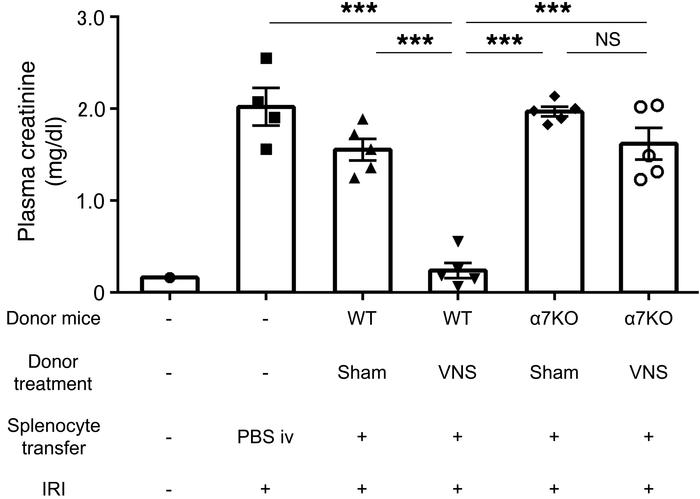 Protective effect of adoptively transferred splenocytes from VNS-treated...