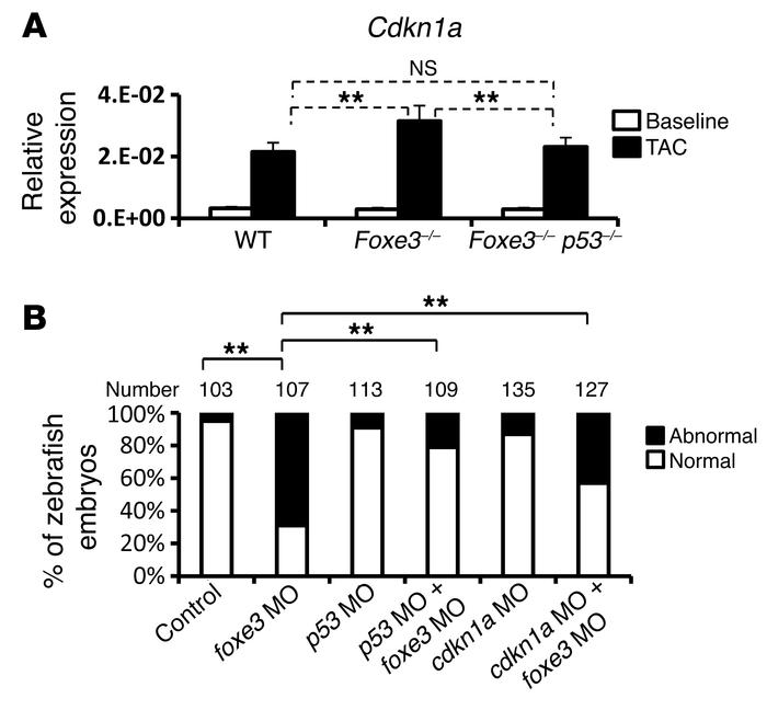 Loss of p53 rescues SMC loss with Foxe3 deficiency through Cdkn1a.
(A) q...