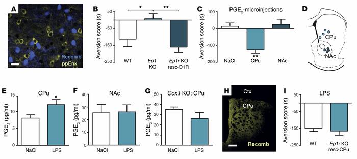 Inflammation-induced aversion is dependent on striatal EP1Rs.
(A) Microg...