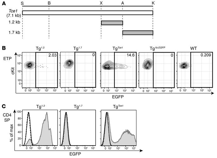 A 1.2-kb fragment of Tce1 drives thymocyte transcription of reporter gen...