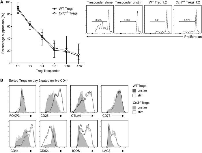 WT and Ccl3–/– Tregs suppress T cell proliferation equally and have an e...