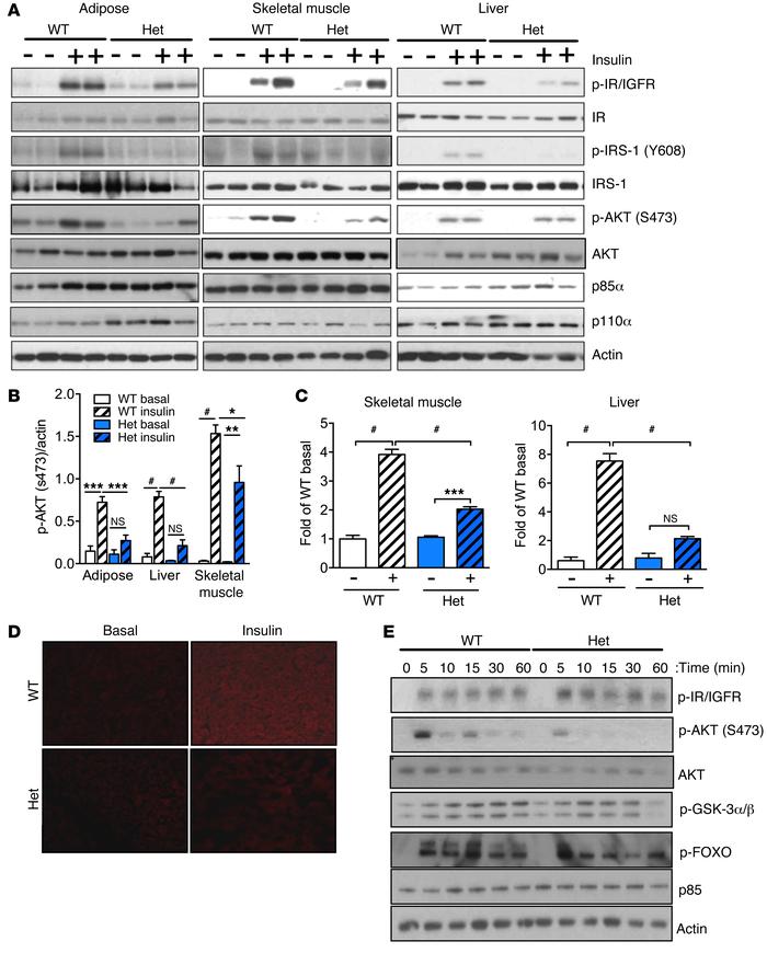 p85WT/R649W mice display impaired insulin signaling in vivo.
(A) Analysi...