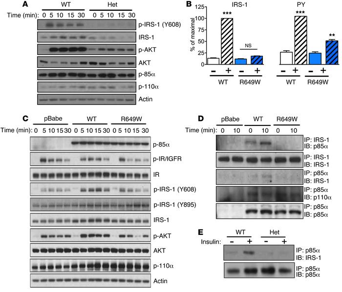 The p85 R649W mutant shows reduced PI3K pathway activation.
(A) Insulin ...