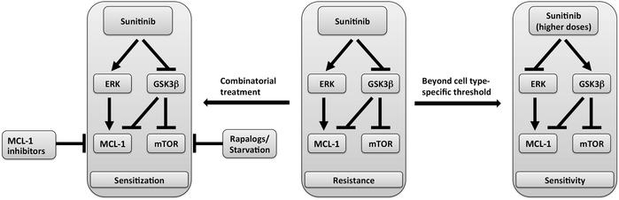 Model of sunitinib-induced dual modulation of molecular targets and corr...