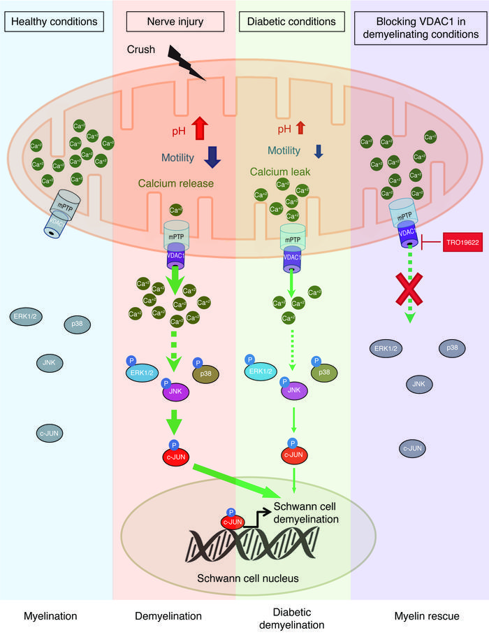 A graphical summary of the mitochondrial molecular mechanism of SC demye...
