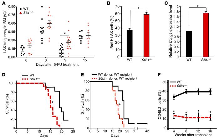 S6K1 regulates quiescence of HSCs following regeneration from myeloablat...