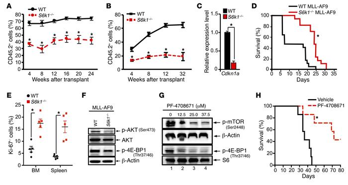 S6K1 is a positive regulator of HSC self-renewal and prolongs the surviv...