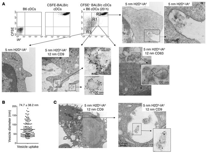 Passage of MHC molecules via transfer of exosomes between DCs in vitro.
...