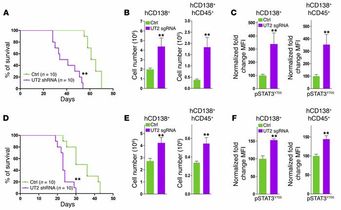 UT2 affects disease latency of myeloma in mice.
(A) Kaplan-Meier surviva...