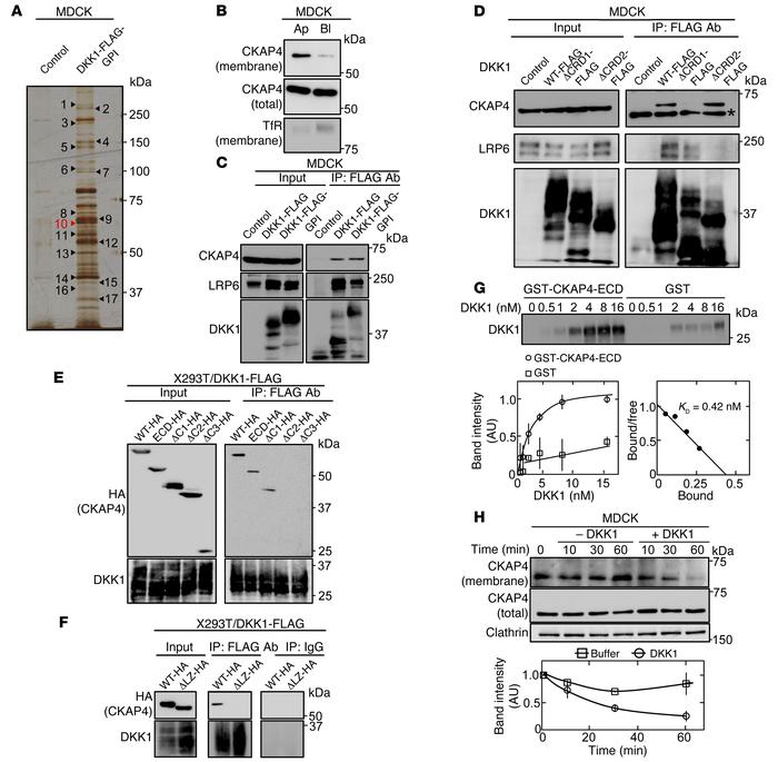 CKAP4 is identified as a novel DKK1-interacting protein.
(A) The DKK1-in...