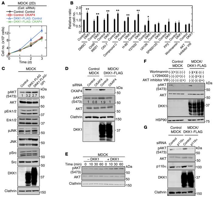 DKK1 signaling through CKAP4 activates the PI3K/AKT pathway, resulting i...