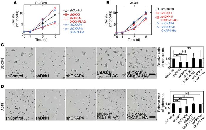 DKK1-CKAP4 signaling is required for cancer cell proliferation in vitro....