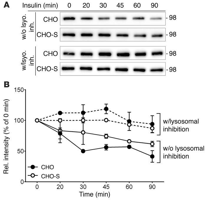 SORLA reduces lysosomal degradation of internalized IR molecules.
(A) Ce...