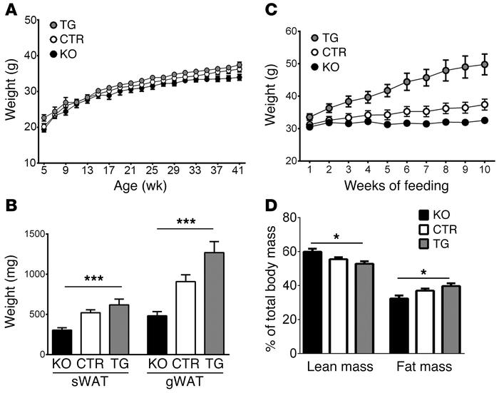 Overexpression of SORLA in adipose tissue exacerbates fat tissue acquisi...