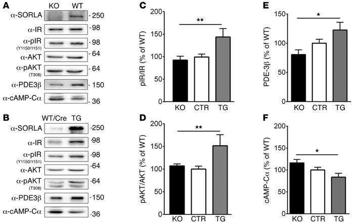 SORLA alters levels of IR signaling in WAT in vivo.
SORLA KO, SORLA WT, ...