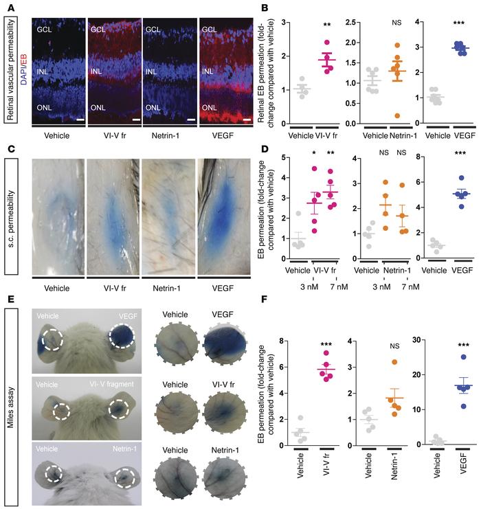 The VI-V fragment plays a role in early BRB breakdown.
(A) Representativ...