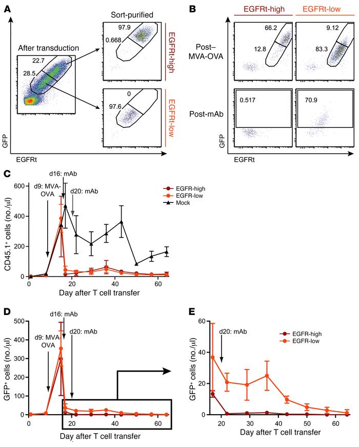 T cells enriched for high EGFRt expression are efficiently depleted by c...