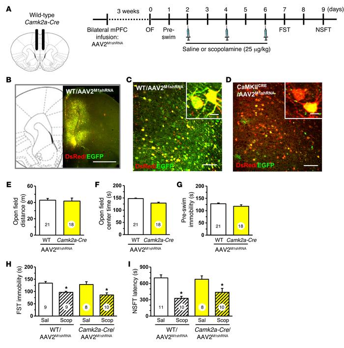 Infusion of AAV2M1shRNA in mPFC of Camk2a-Cre mice did not influence the...