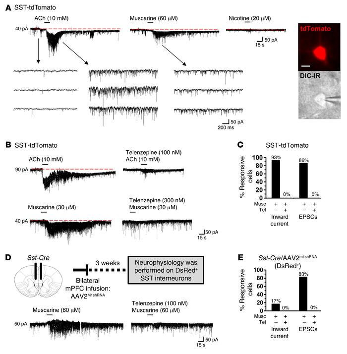 M1-AChR mediates cholinergic stimulation of SST interneurons in the mPFC...