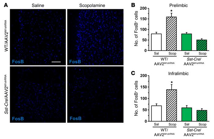 M1-AChR knockdown in Sst-Cre mice decreased FosB activation following sc...