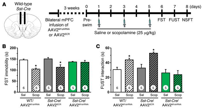 Infusion of AAV2M1shRNA in mPFC of Sst-Cre mice blocked the antidepressa...