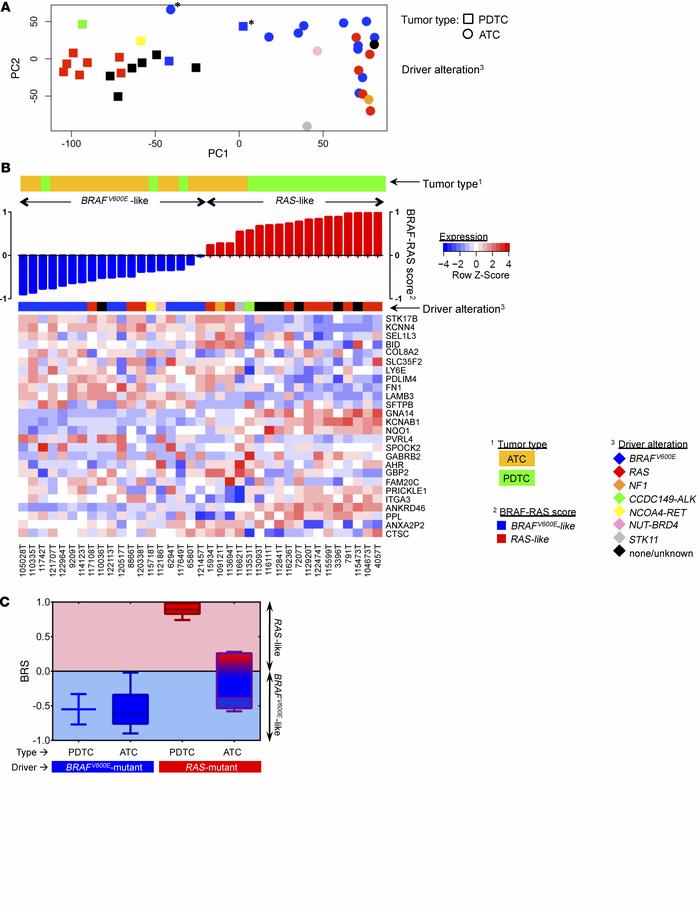 Principal component analysis (PCA) and BRS of 17 PDTCs and 20 ATCs.
(A) ...