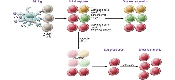 Hypothesized bottleneck mechanism for the enhancement of cell-mediated i...