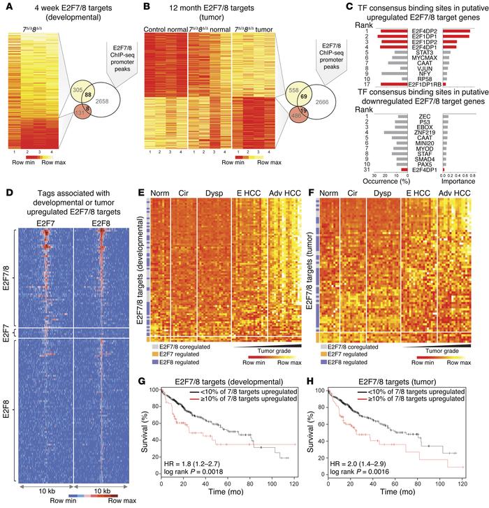 Identification of putative direct targets of E2F7/8 and evaluation of th...